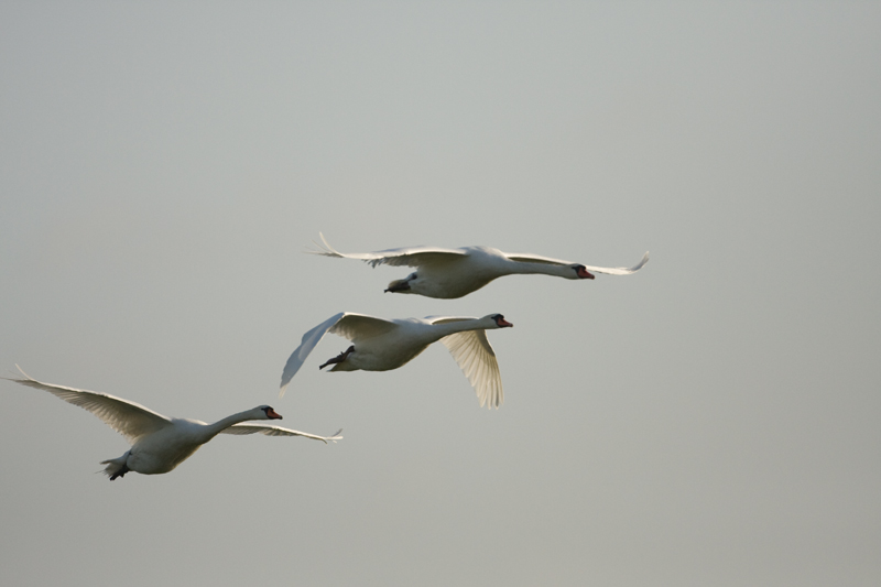 Cygnus olor Mute Swan Knobbelzwaan